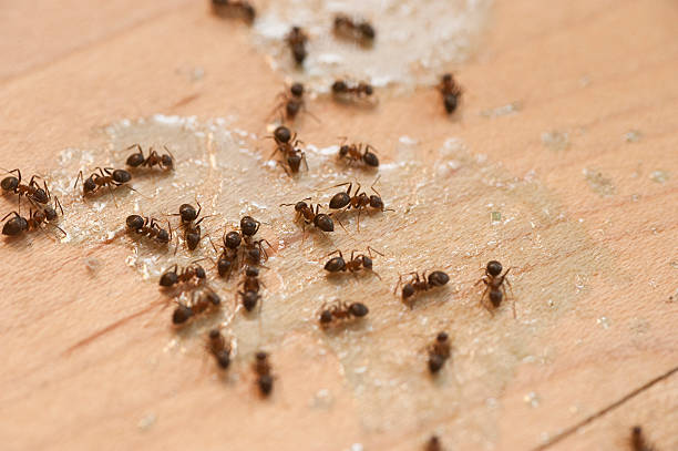 Chattahoochee, FL Pest Control Company